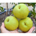 Apple Pear HAYATAMA