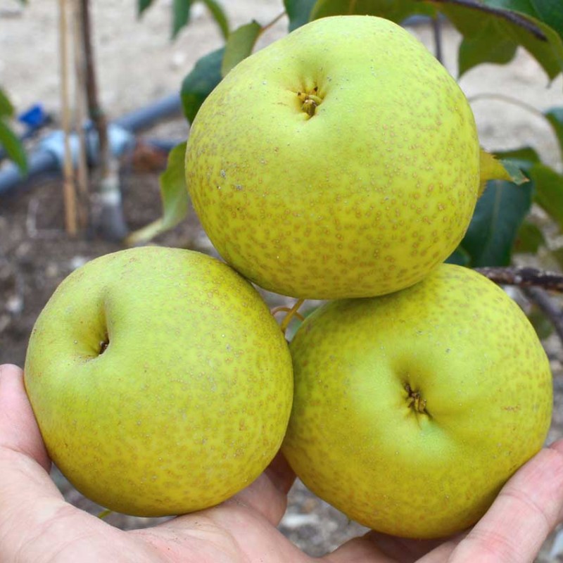 Nashi - Japonská hruška (Pyrus pyrifolia) HAYATAMA