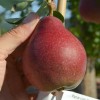 Hruška (Pyrus communis) HORTENZIA®