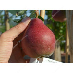 Pear HORTENZIA®