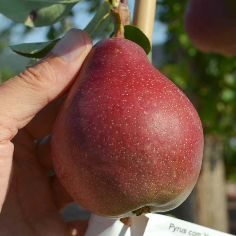 Hruška (Pyrus communis) HORTENZIA®