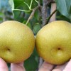 Nashi - Japonská hruška (Pyrus pyrifolia) HOSUI