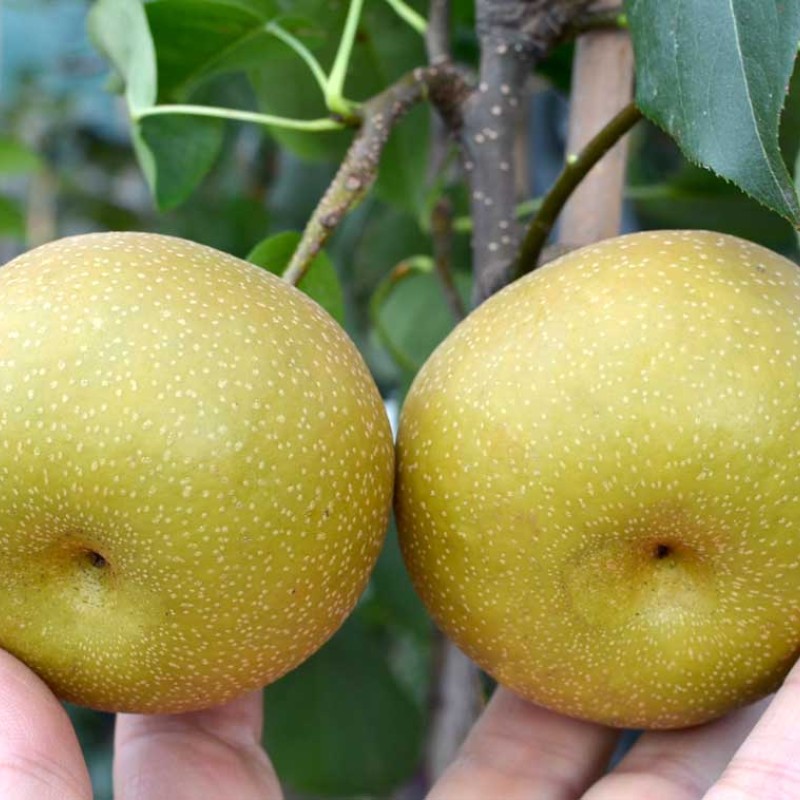 Nashi - Japonská hruška (Pyrus pyrifolia) HOSUI