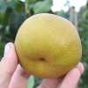 Nashi - Japonská hruška (Pyrus pyrifolia) HOSUI