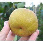 Apple Pear HOSUI