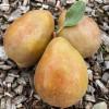 Hruška (Pyrus communis) JABLUNIVSKA