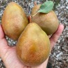 Hruška (Pyrus communis) JABLUNIVSKA