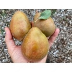 Pear (Pyrus communis) YABLUNIVSKA
