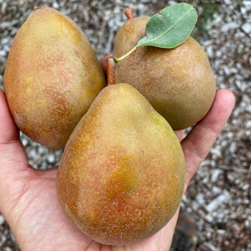 Hruška (Pyrus communis) JABLUNIVSKA