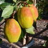 Hruška (Pyrus communis) KIRGIZSKAJA ZIMNAJA