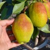 Hruška (Pyrus communis) KIRGIZSKAJA ZIMNAJA