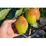 Pear (Pyrus communis) KYRGYZSKAYA ZIMNAYA