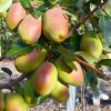 Hruška (Pyrus communis) KIRGIZSKAJA ZIMNAJA