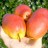 Pear Trees
