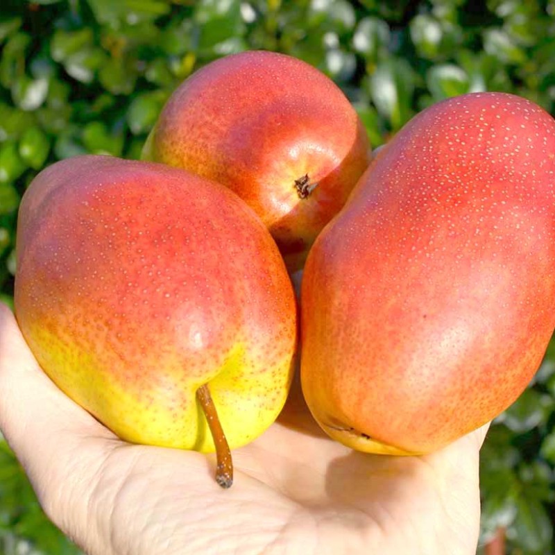 Hruška (Pyrus communis) KITAJSKIJ LICHTARIK