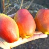 Hruška (Pyrus communis) KITAJSKIJ LICHTARIK