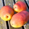 Hruška (Pyrus communis) KITAJSKIJ LICHTARIK