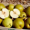 Nashi - Japonská hruška (Pyrus pyrifolia) HAYATAMA