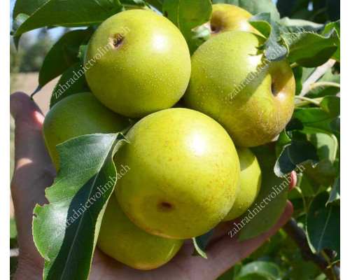 Apple Pear NIJISSEIKI
