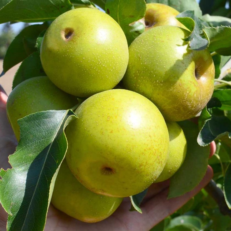 Nashi - Japonská hruška (Pyrus pyrifolia) NIJISSEIKI