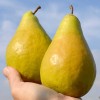 Hruška (Pyrus communis) NOJABRSKAJA