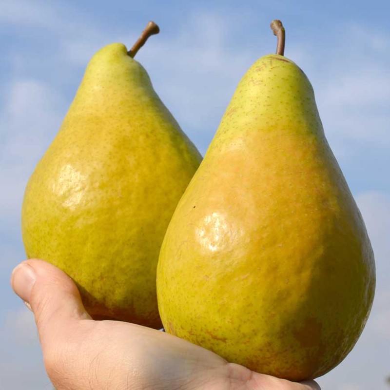 Hruška (Pyrus communis) NOJABRSKAJA