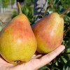 Columnar Pear (Pyrus communis) OBELISK