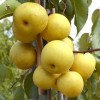 Nashi - Japanische Birne (Pyrus pyrifolia) SHINSEIKI