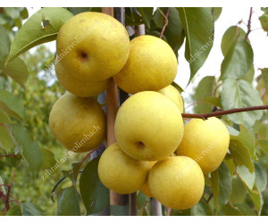 Nashi Pear Trees