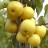 Nashi Pear Trees