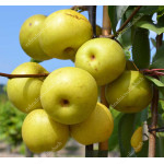 Apple Pear SHINSEIKI