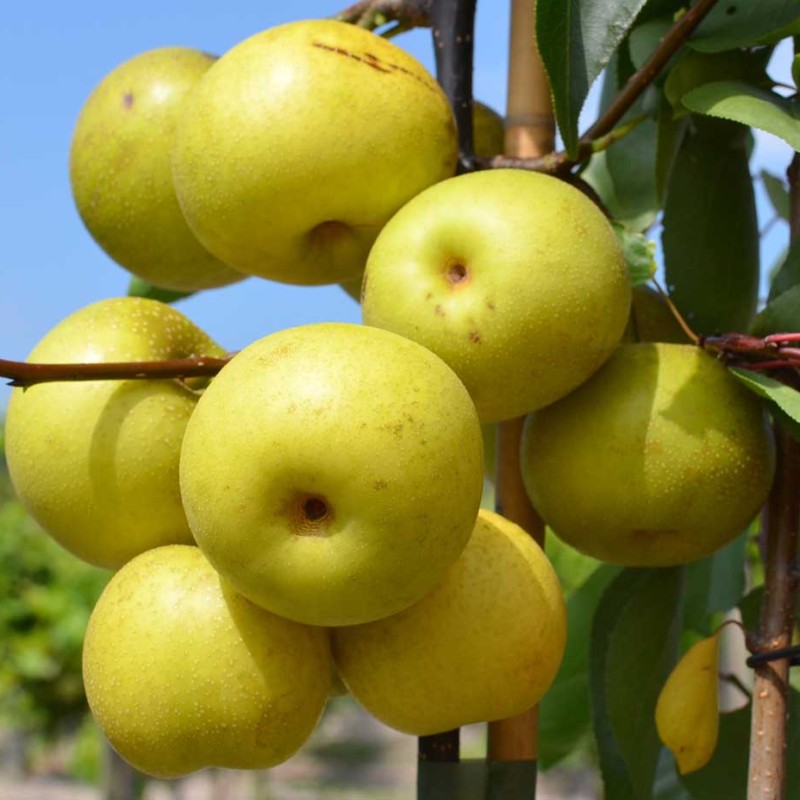 Nashi - Japanische Birne (Pyrus pyrifolia) SHINSEIKI