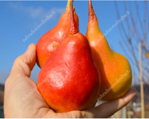Pear SAXONIA™ THIMO®