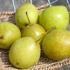 Nashi - Japonská hruška  (Pyrus ussuriensis x Pyrus bretschneideri) TSU LI