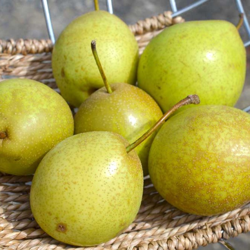Nashi - Japonská hruška  (Pyrus ussuriensis x Pyrus bretschneideri) TSU LI