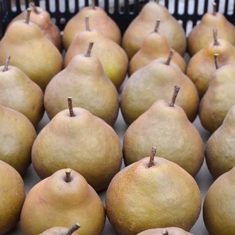 Hruška (Pyrus communis) UTA®