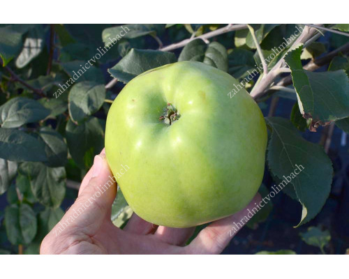 Apfel (Malus domestica) ANTONOVKA