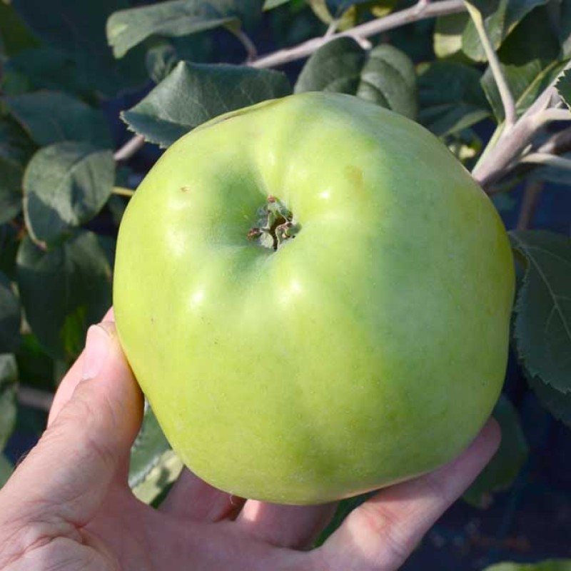 Apfel (Malus domestica) ANTONOVKA