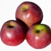 Apple (Malus domestica) APRELSKOYE