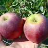 Apple (Malus domestica) APRELSKOYE