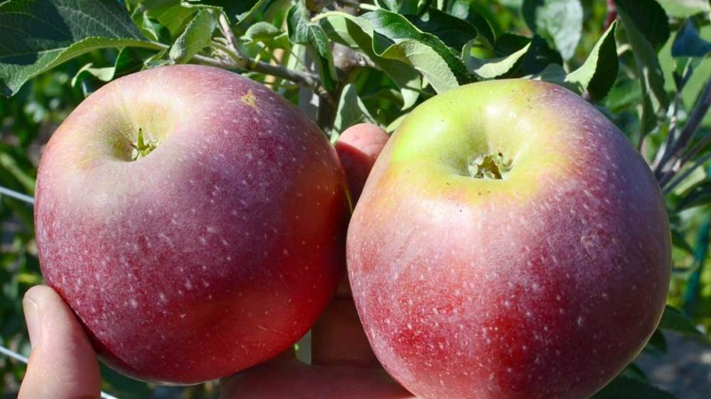 Breeding of winter resistant apple trees in Russia