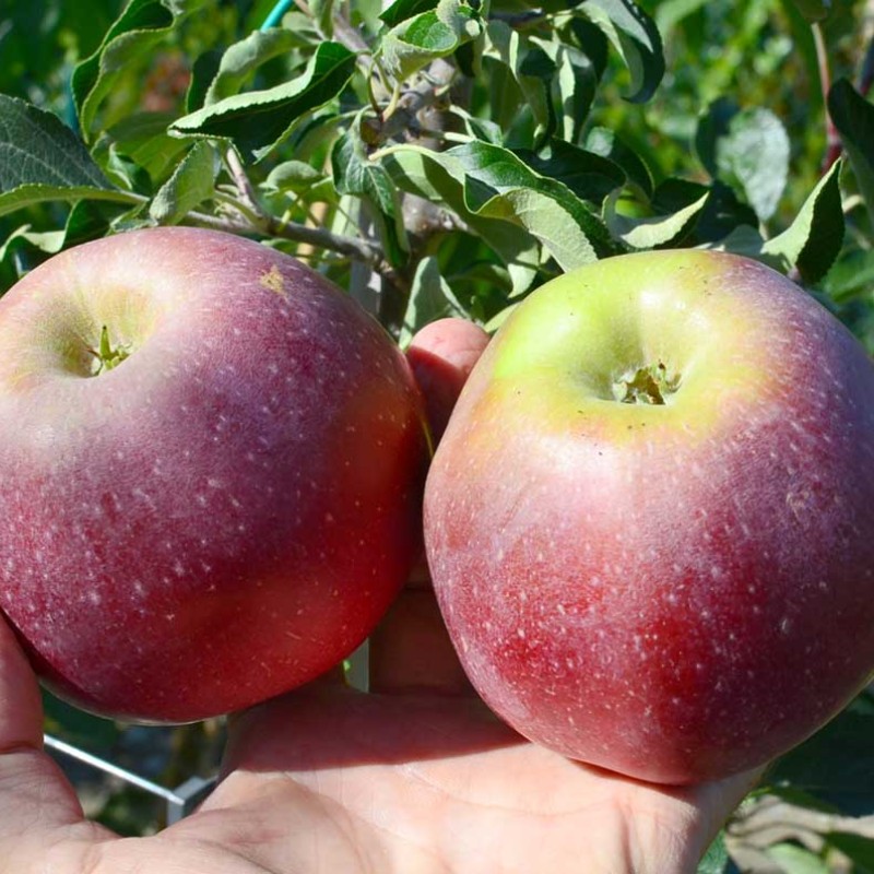 Apple (Malus domestica) APRELSKOYE