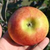 Jabloň stĺpová (Malus domestica) ARBAT