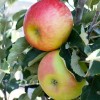 Jabloň stĺpová (Malus domestica) ARBAT