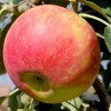 Jabloň stĺpová (Malus domestica) ARBAT