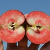 Jabloň (Malus domestica) BAYA® Marisa