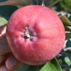 Säulenapfel (Malus domestica) DSCHIN