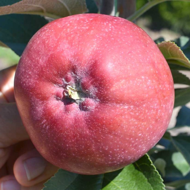Säulenapfel (Malus domestica) DSCHIN