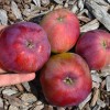 Säulenapfel (Malus domestica) DSCHIN