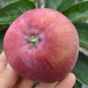 Säulenapfel (Malus domestica) DSCHIN